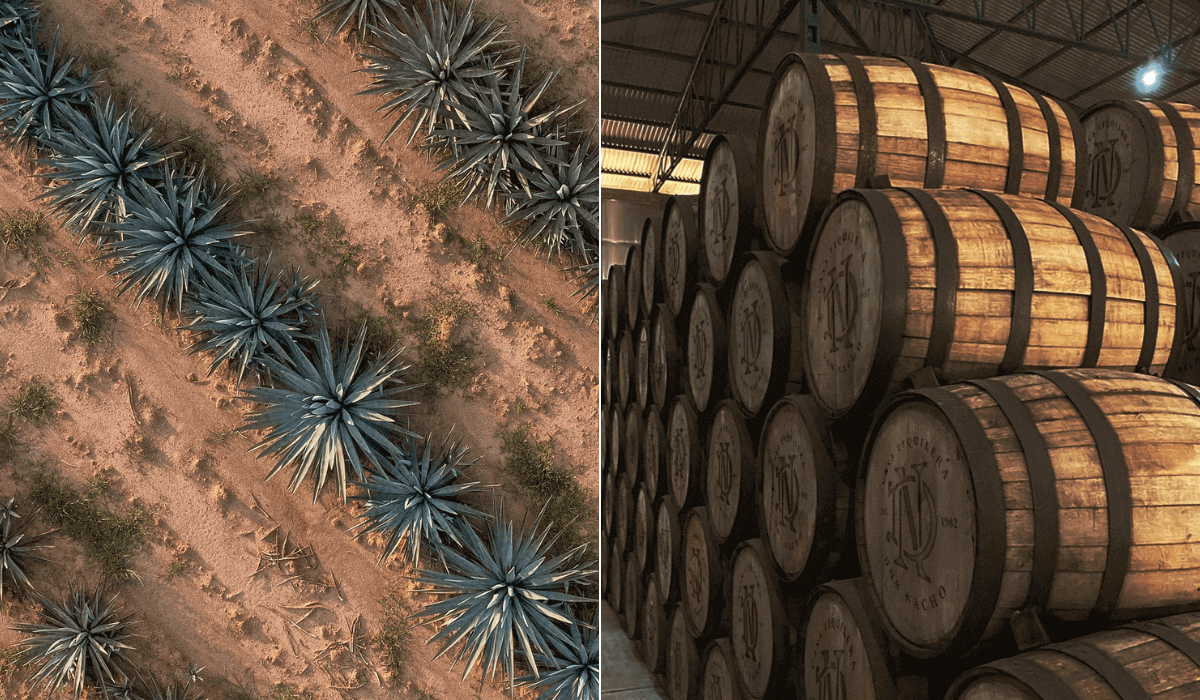 Agave farm and Barrels